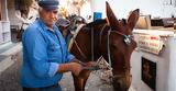 Greece Bans Overweight Tourists From Riding Santorini’s Donkeys,