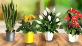 9 φυτά εσωτερικού χώρου για να καθαρίσεις την ατμόσφαιρα του σπιτιού σου!,