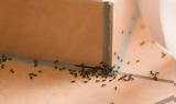 Το κόλπο για να εξαφανίσετε τα μυρμήγκια από το σπίτι,