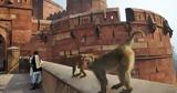 Μαϊμούδες, Ινδία,maimoudes, india