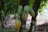 Κακαόδεντρο, Καλλιεργήθηκε, Νότια Αμερική, 5 400,kakaodentro, kalliergithike, notia ameriki, 5 400