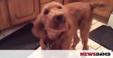 Τι κάνει ένας σκύλος όταν ένα μακαρόνι «κολλάει» στη μύτη του; (vid),
