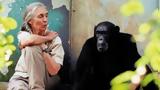 Dr Jane Goodall, Ελλάδα, Αναλύοντας,Dr Jane Goodall, ellada, analyontas