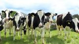 Ελβετοί, Αγελάδες,elvetoi, agelades
