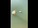 Η επική προσπάθεια μιας γάτας να πιάσει ψάρι σε... παγωμένη λίμνη,