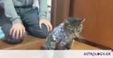 Ένας γάτος που μισεί τις… πιτζάμες (vid),