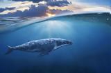 Είναι οι γαλάζιες φάλαινες το «λίπασμα» των ωκεανών;,
