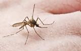 Γιατί τα κουνούπια προτιμούν μερικούς ανθρώπους περισσότερο από άλλους;,