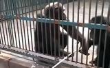 Χιμπατζής,chibatzis