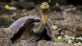 Τα μυστικά της μακροζωίας «αποκαλύπτει» γιγάντια χελώνα που έζησε 1 αιώνα,