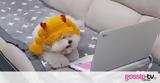 Κι όμως αυτός ο αξιολάτρευτος σκύλος βλέπει βιντεάκια στον υπολογιστή!,