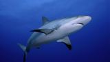 Καρχαρίας, 36χρονο,karcharias, 36chrono