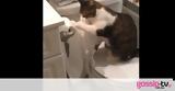 Το απίστευτο παιχνίδι μιας γάτας με το χαρτί τουαλέτας!,