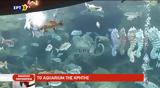 Τo Aquarium, Κρήτης-, Άγιος Βασίλης, Ευριάλη,to Aquarium, kritis-, agios vasilis, evriali