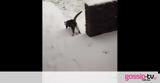 Η απίστευτη αντίδραση γάτας στο χιόνι (vid),