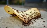 Το κόλπο για να εξαφανίσετε τα μυρμήγκια από το σπίτι!!!,