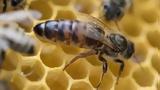 Οι μέλισσες ξέρουν να κάνουν πρόσθεση και αφαίρεση,