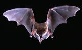 Νυχτερίδες, Ανακαλύφθηκαν,nychterides, anakalyfthikan