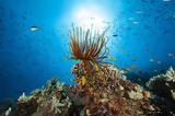 Αυστραλία, 1 000 000, Μεγάλο Κοραλλιογενή Ύφαλο Video,afstralia, 1 000 000, megalo koralliogeni yfalo Video