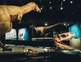 Ζωντανεύει, Τυραννόσαυρος Ρεξ, Μουσείο Φυσικής Ιστορίας [Εικόνες],zontanevei, tyrannosavros rex, mouseio fysikis istorias [eikones]
