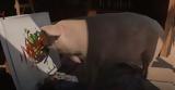 Pig-casso, 4 000,Video