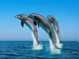 Δελφίνια,delfinia
