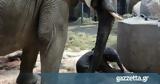 Ελεφαντάκι,elefantaki