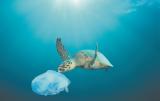 Το 50% των απορριμμάτων στις ελληνικές θάλασσες είναι κουτιά αλουμινίου,πλαστικά μπουκάλια και σακούλες