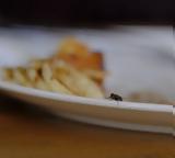 Να γιατί δεν πρέπει να τρως φαγητό,στο οποίο έχει κάτσει μύγα…