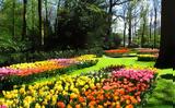 Πάρκο Λουλουδιών, Ολλανδία,parko louloudion, ollandia