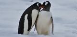Η δεύτερη μεγαλύτερη αποικία πιγκουίνων χάθηκε σε μία νύχτα λόγω της υπερθέρμανσης του πλανήτη (vid),