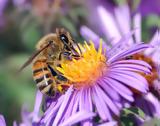 Αν οι μέλισσες εξαφανιστούν,το ανθρώπινο είδος θα εξαφανιστεί μέσα σε τέσσερα χρόνια
