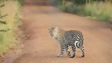 Σοκ, Αφρική - Λεοπάρδαλη, 2χρονο,sok, afriki - leopardali, 2chrono