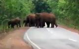 Η συγκινητική στιγμή που ένα κοπάδι ελέφαντες κηδεύει ένα ελεφαντάκι,