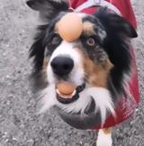 Ένας σκύλος με ταλέντο στα ζογκλερικά (video),