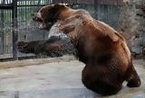 Αρκούδα, – Σοκαριστική,arkouda, – sokaristiki