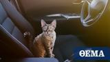 Η γάτα σας φοβάται το αυτοκίνητο; Να τι θα κάνετε για να το ξεπεράσει,