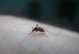 Γιατί το κουνούπι θα επιλέξει εσάς από τον διπλανό σας - Η λύση στο μαρτύριο του καλοκαιριού,
