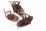 14 πράγματα που ίσως δεν γνωρίζετε για τις κατσαρίδες,