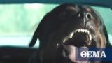 The 10 most powerful dogs in the world (video),