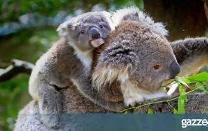 Κοάλα, koala