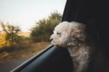 Γιατί τα σκυλιά βγάζουν το κεφάλι τους έξω απ’ το παράθυρο του αυτοκινήτου;,