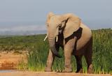 Ελέφαντας, 59χρονο, Ναμίμπια,elefantas, 59chrono, namibia
