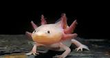 Αξολότλ,axolotl