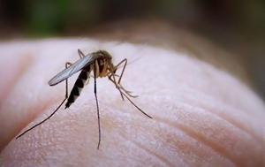 Κι όμως! Τα κουνούπια έχουν σκοτώσει 52 δισεκατομμύρια ανθρώπους
