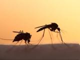 Πως τα κουνούπια άλλαξαν τον ρου της ιστορίας,