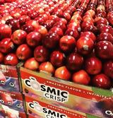 Νέα ποικιλία μήλου αντέχει έως και 1 χρόνο στο ψυγείο!,