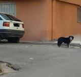 Σκυλίτσα-Χάτσικο, Αίγιο,skylitsa-chatsiko, aigio