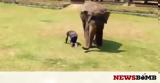 Ελέφαντας,elefantas