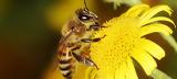 Το ΕΚ ζητά ελάττωση της χρήσης φυτοφαρμάκων για να σωθούν οι μέλισσες,
